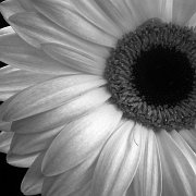 Black and white 0028.jpg